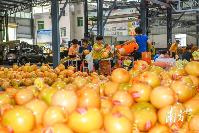 裝袋、封口、裝箱……“柚山”下村民忙碌不停。何森垚 攝