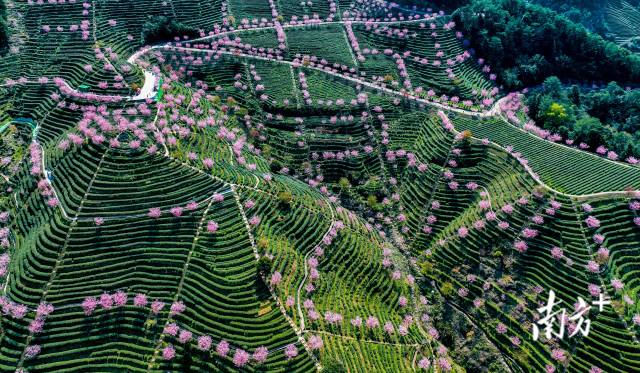 朵朵櫻花成簇懸垂，點綴在茶田道路兩旁。何森垚 攝
