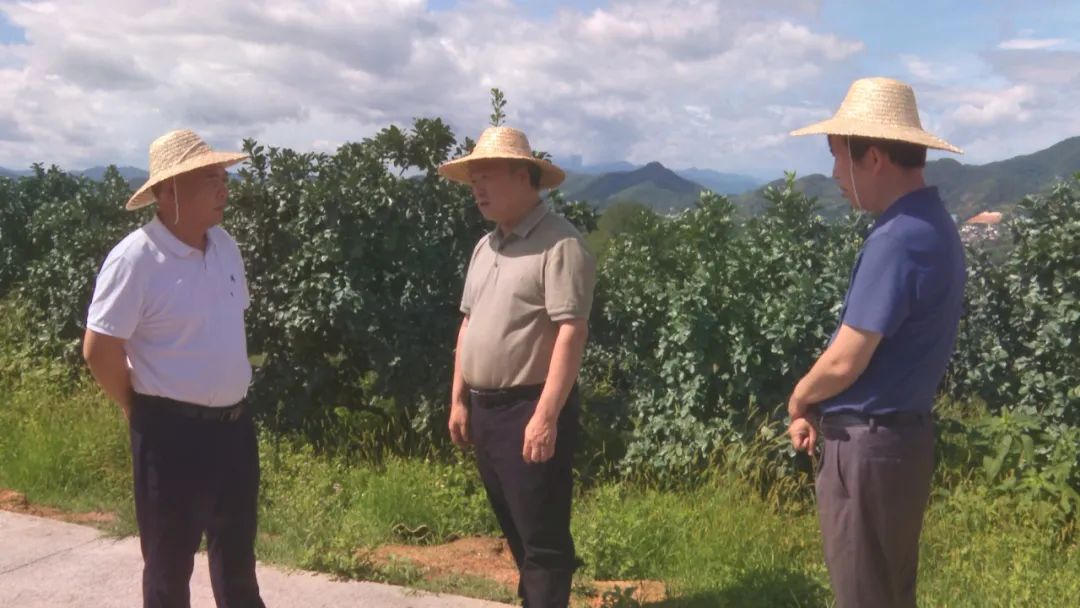 調研金柚產業.jpg